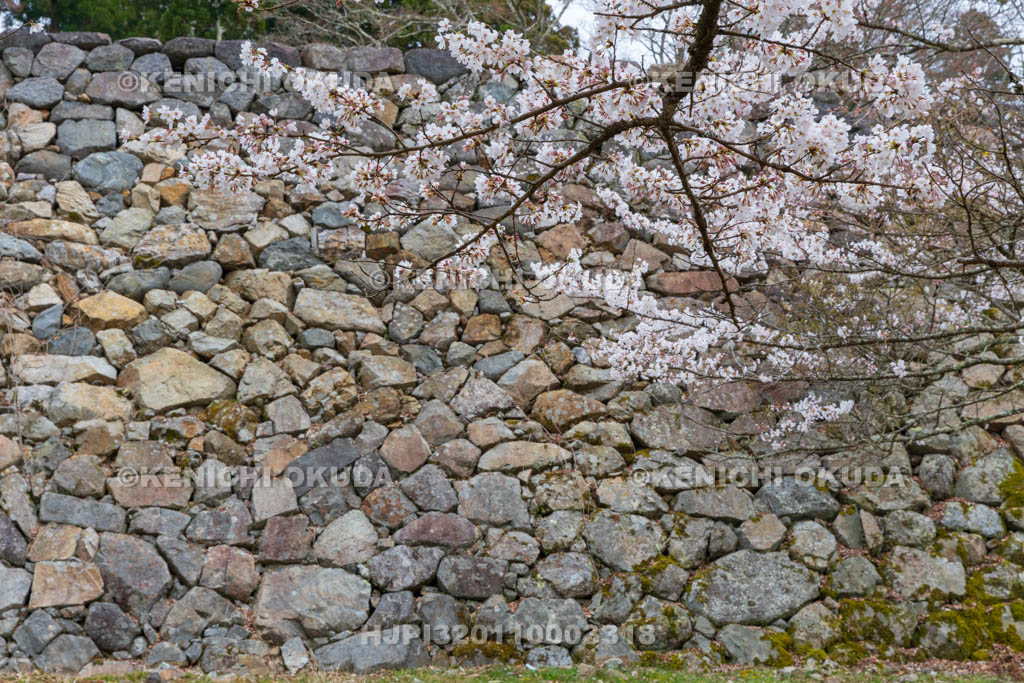 奈良県　高取城跡　桜と太鼓櫓・新櫓跡の石垣