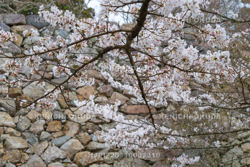 奈良県　高取城跡　桜と太鼓櫓・新櫓跡の石垣