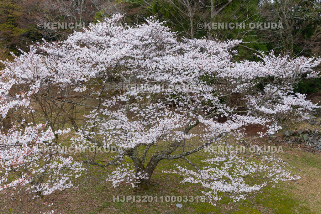 奈良県　高取城跡　桜と二ノ丸