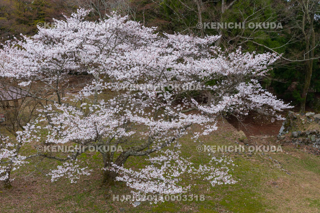 奈良県　高取城跡　桜と二ノ丸