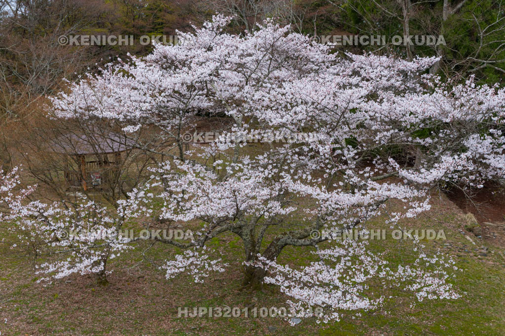奈良県　高取城跡　桜と二ノ丸