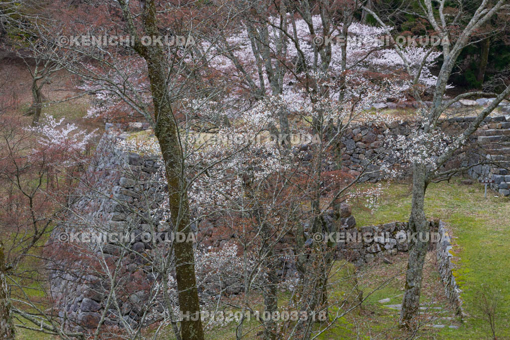 奈良県　高取城跡　桜と新櫓跡