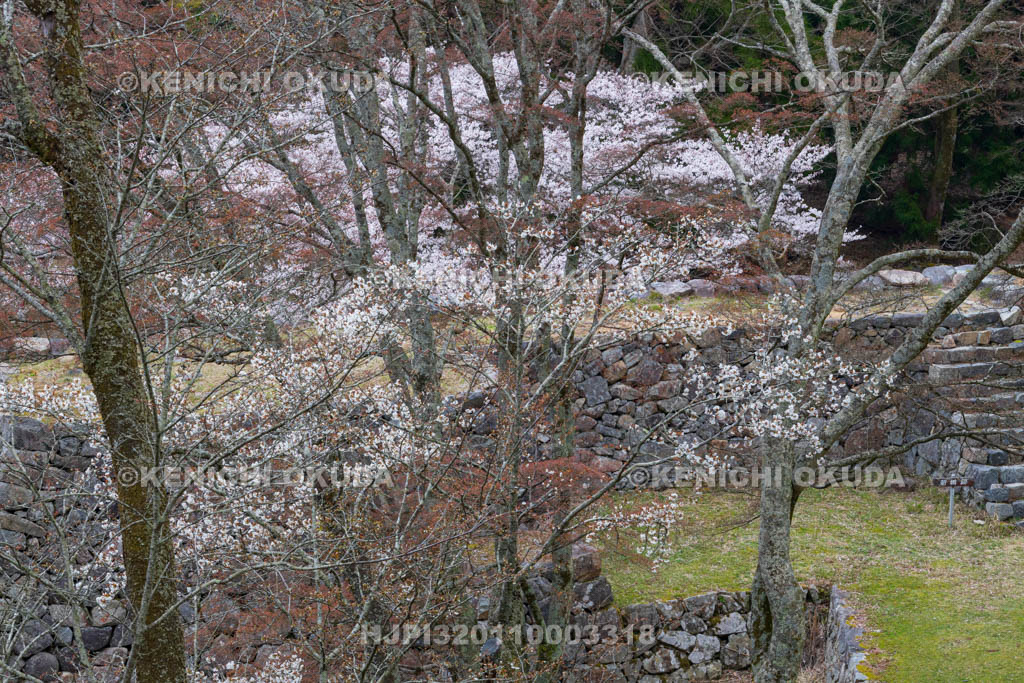 奈良県　高取城跡　桜と新櫓跡