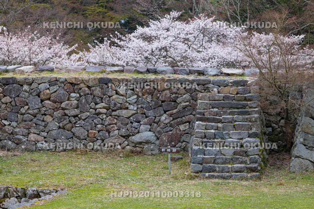 奈良県　高取城跡　桜と新櫓跡