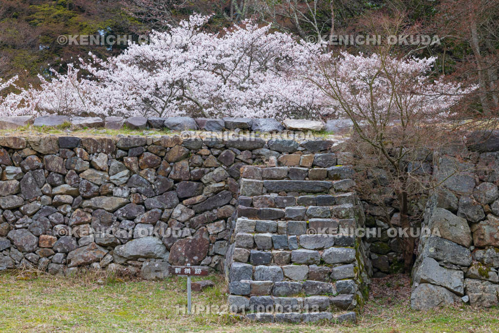 奈良県　高取城跡　桜と新櫓跡