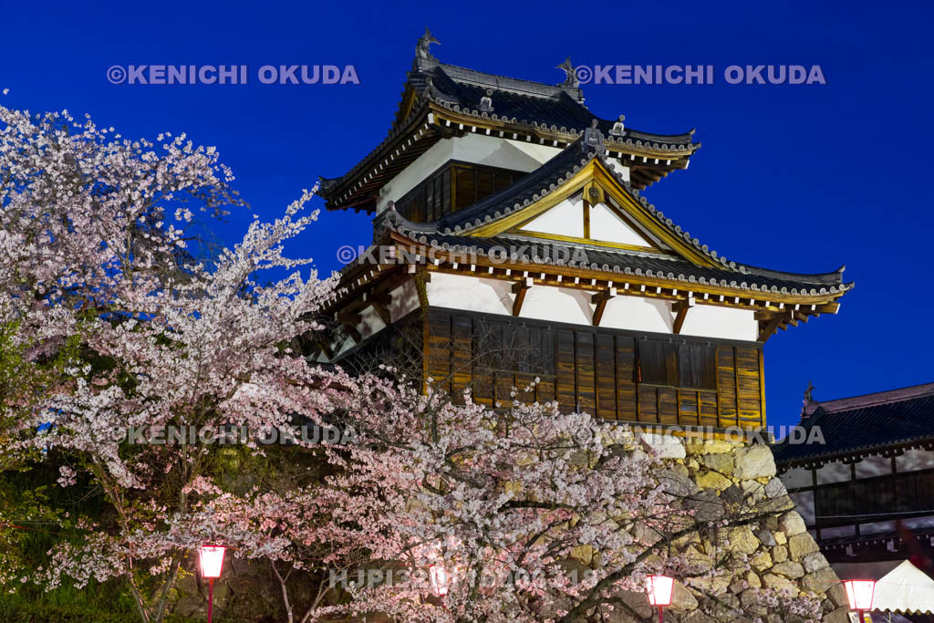 奈良県　大和郡山城　夜桜と追手向櫓