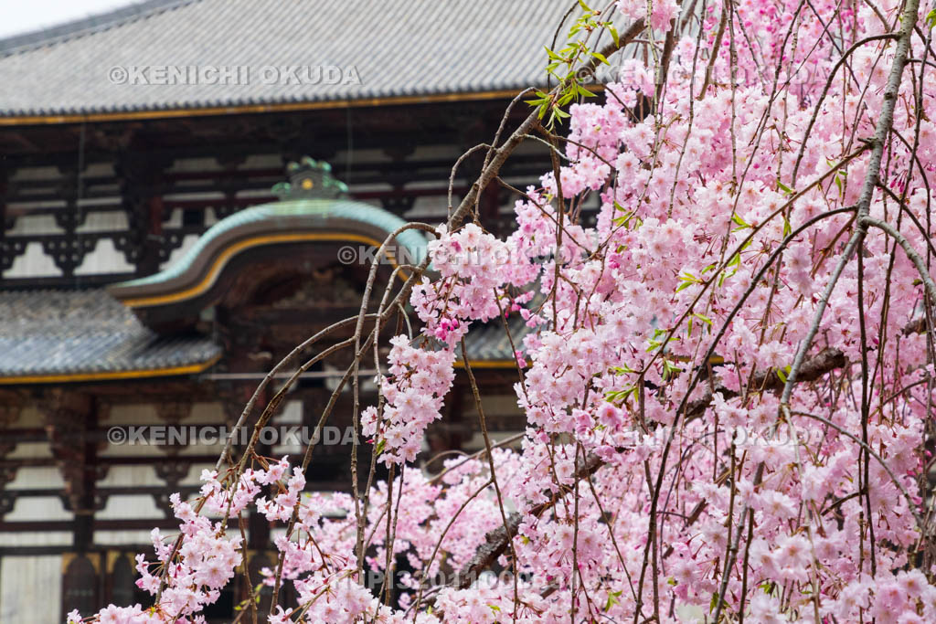 奈良県　東大寺　桜と大仏殿