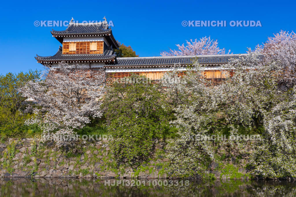 奈良県　桜の大和郡山城　東隅櫓と十九間多聞櫓