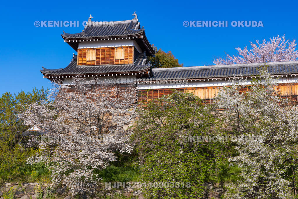 奈良県　桜の大和郡山城　東隅櫓と十九間多聞櫓