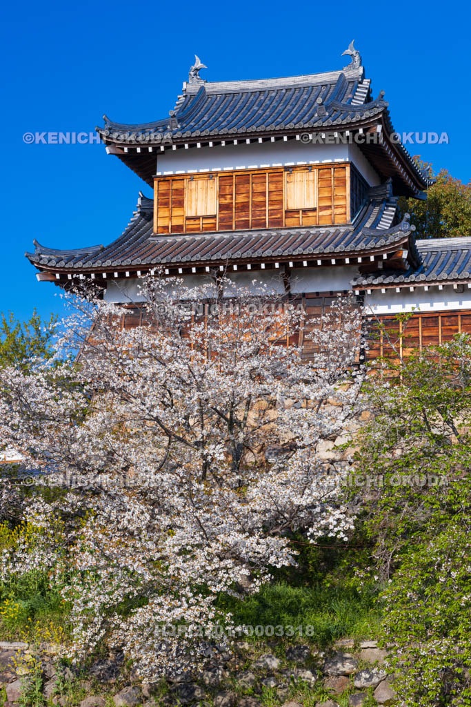 奈良県　桜の大和郡山城　東隅櫓