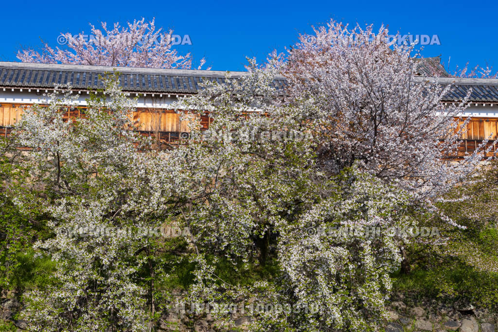 奈良県　桜の大和郡山城　十九間多聞櫓