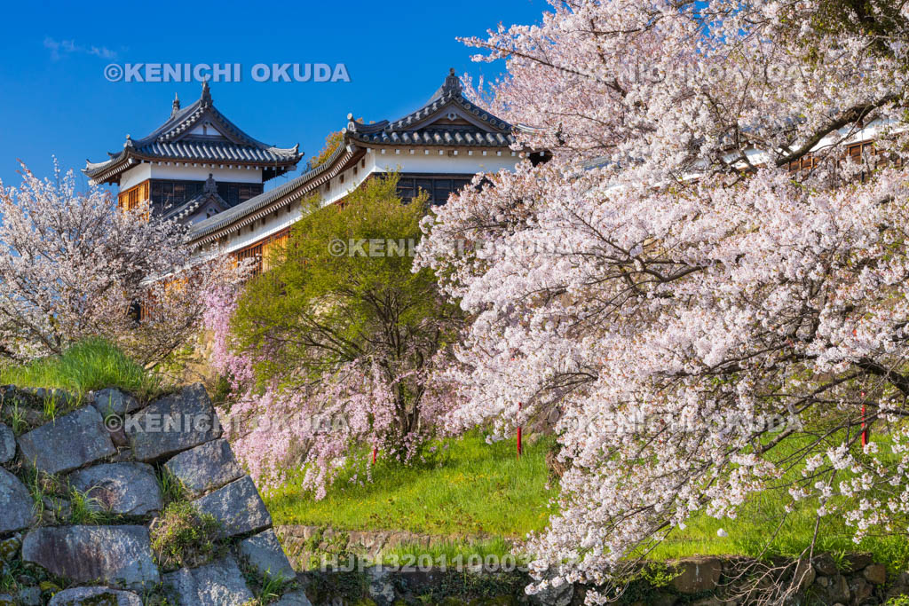 奈良県　桜の大和郡山城　東隅櫓と十九間多聞櫓