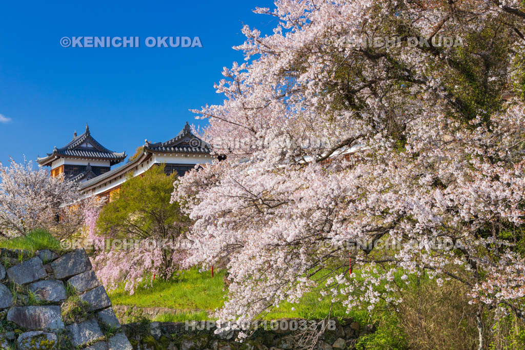 奈良県　桜の大和郡山城　東隅櫓と十九間多聞櫓