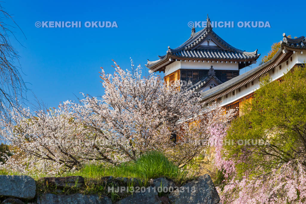 奈良県　桜の大和郡山城　東隅櫓と十九間多聞櫓