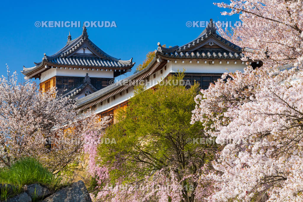 奈良県　桜の大和郡山城　東隅櫓と十九間多聞櫓