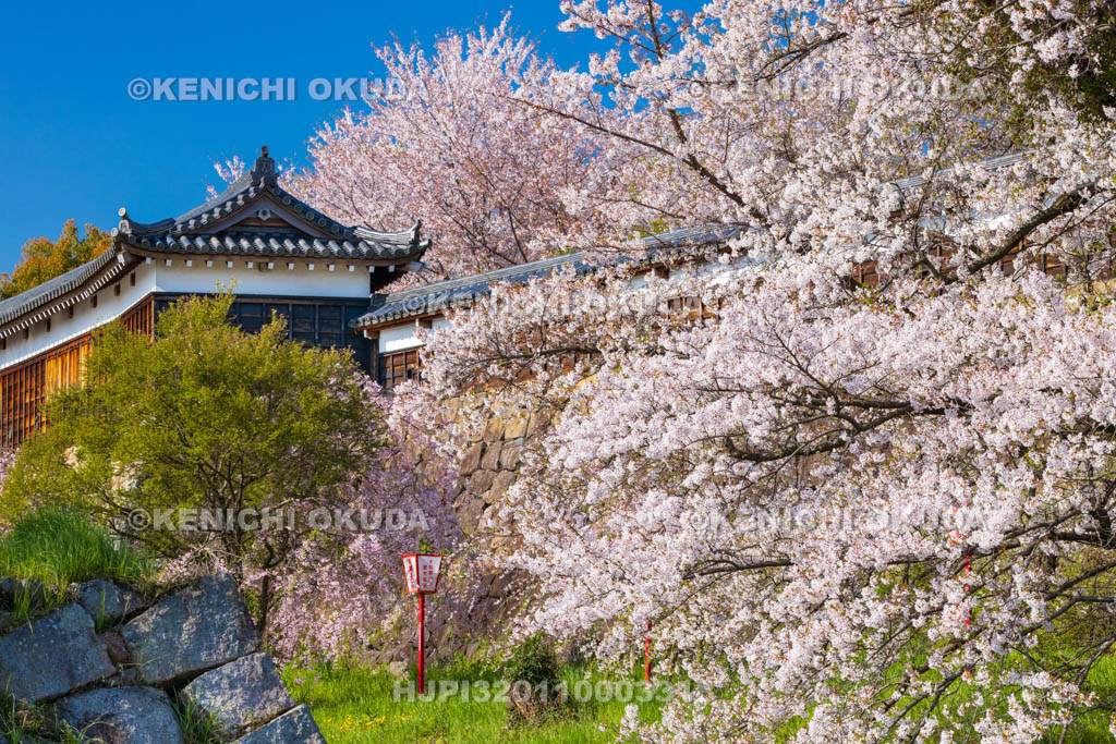 奈良県　桜の大和郡山城　十九間多聞櫓
