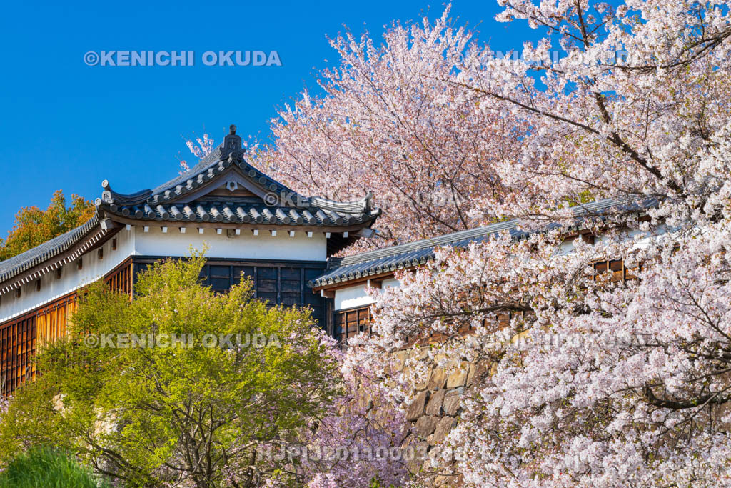 奈良県　桜の大和郡山城　十九間多聞櫓