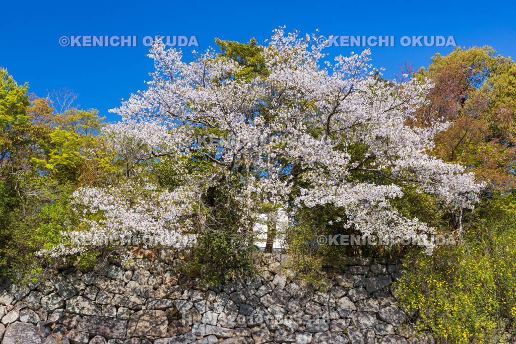 奈良県　桜の大和郡山城　弓櫓跡