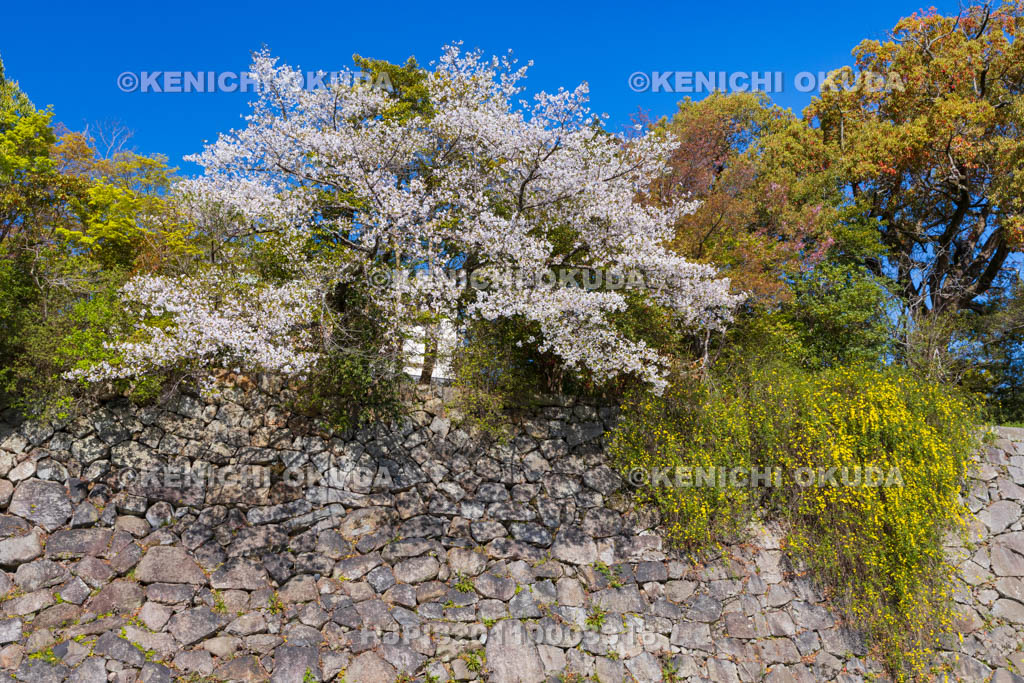 奈良県　桜の大和郡山城　弓櫓跡