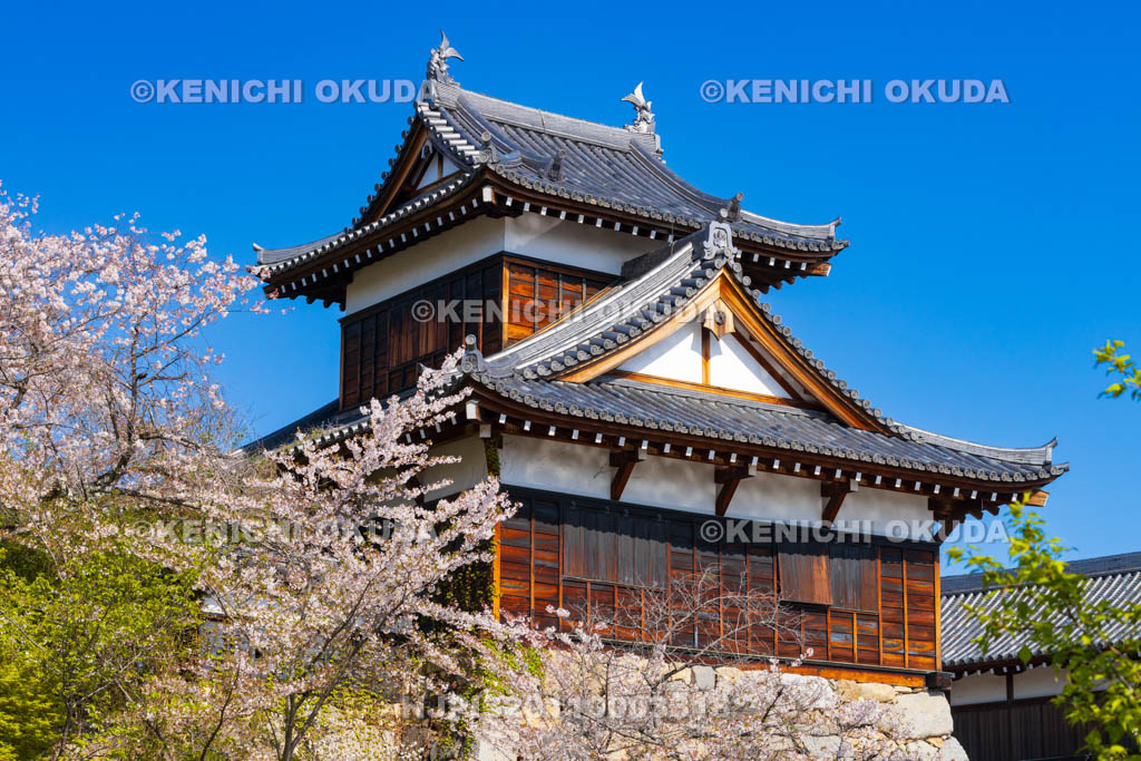 奈良県　桜の大和郡山城　追手向櫓