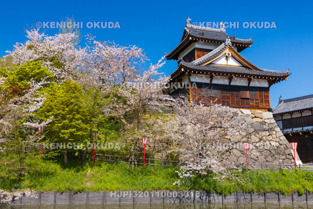 奈良県　桜の大和郡山城　追手向櫓