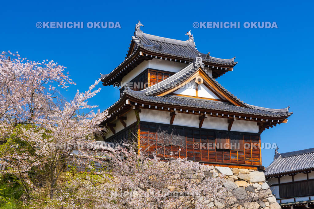 奈良県　桜の大和郡山城　追手向櫓