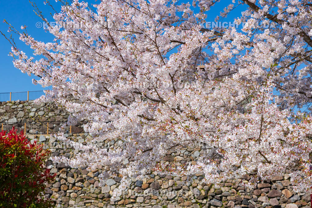 奈良県　桜の大和郡山城　天守台