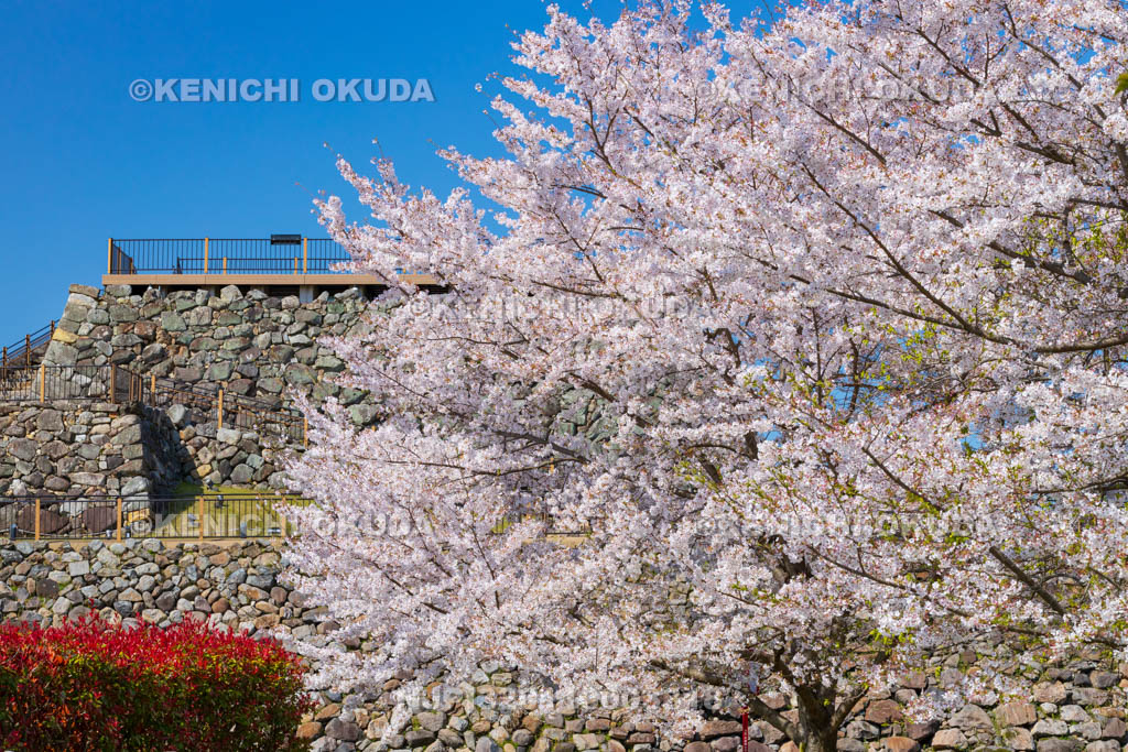 奈良県　桜の大和郡山城　天守台