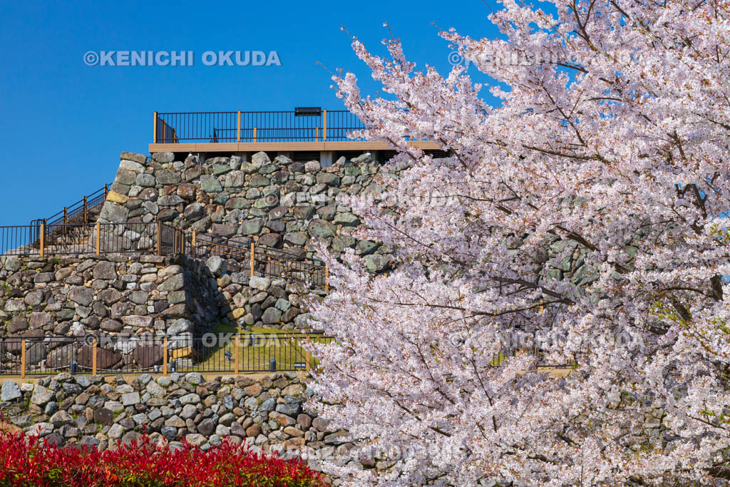 奈良県　桜の大和郡山城　天守台