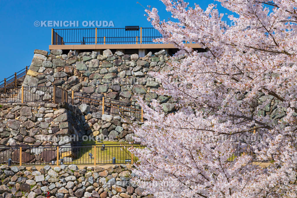 奈良県　桜の大和郡山城　天守台