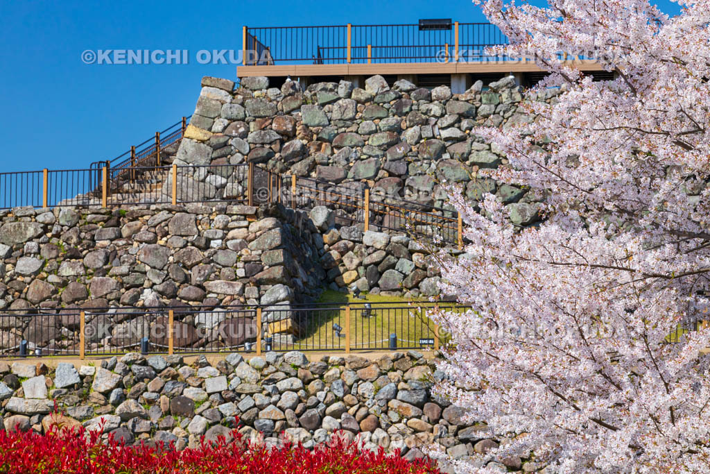 奈良県　桜の大和郡山城　天守台