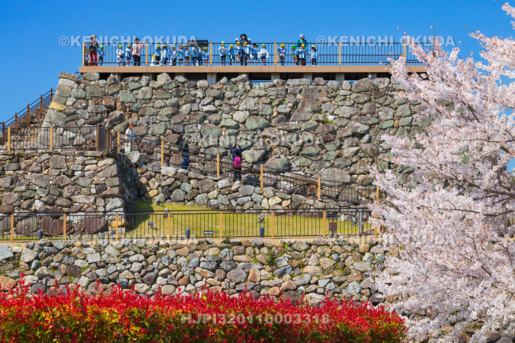 奈良県　桜の大和郡山城　遠足で賑わう天守台