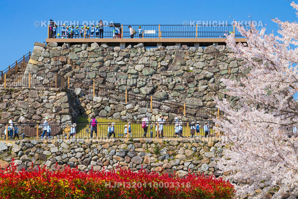 奈良県　桜の大和郡山城　遠足で賑わう天守台