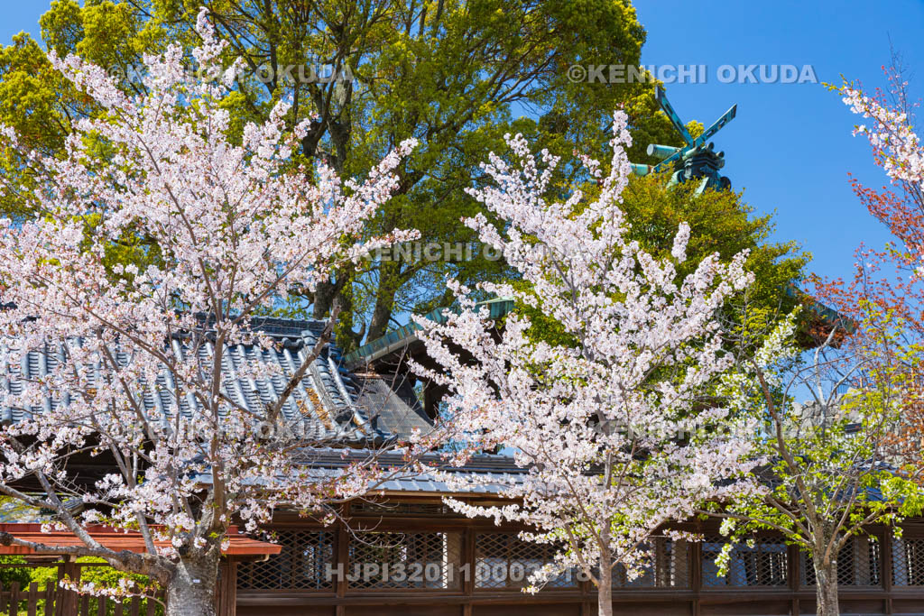 奈良県　桜の大和郡山城　柳澤神社　本殿