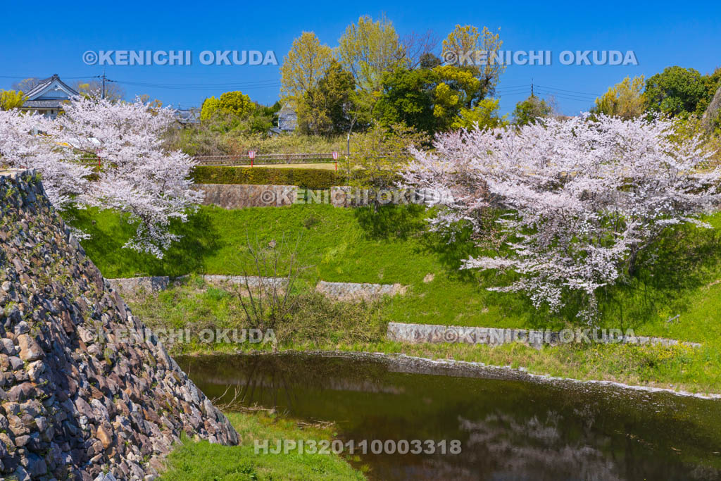 奈良県　桜の大和郡山城　内堀