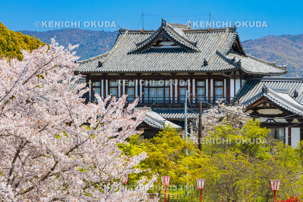 奈良県　桜の大和郡山城　城址会館