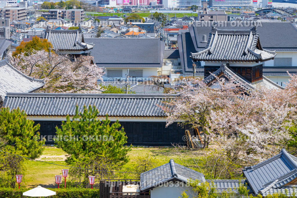 奈良県　桜の大和郡山城