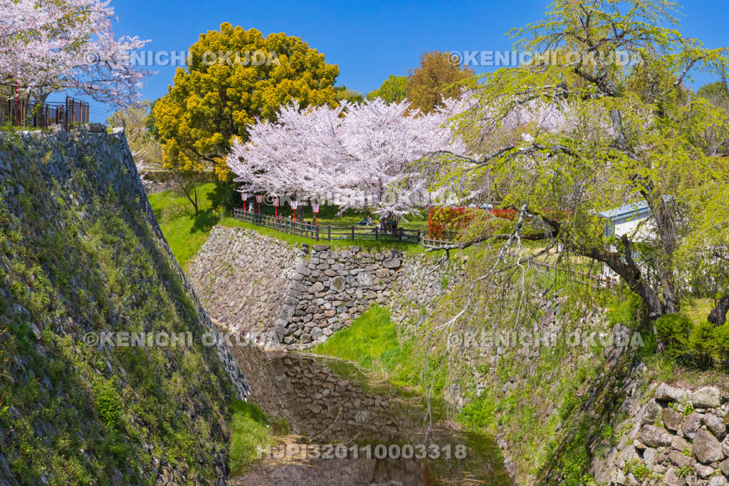 奈良県　桜の大和郡山城　内堀