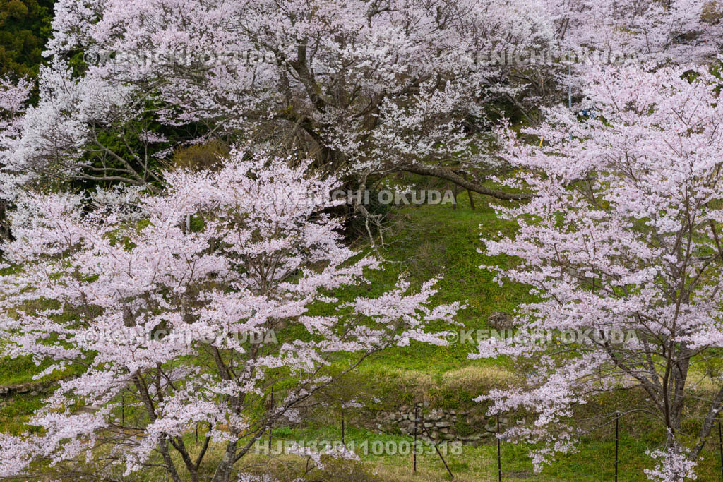 奈良県　仏隆寺　千年桜