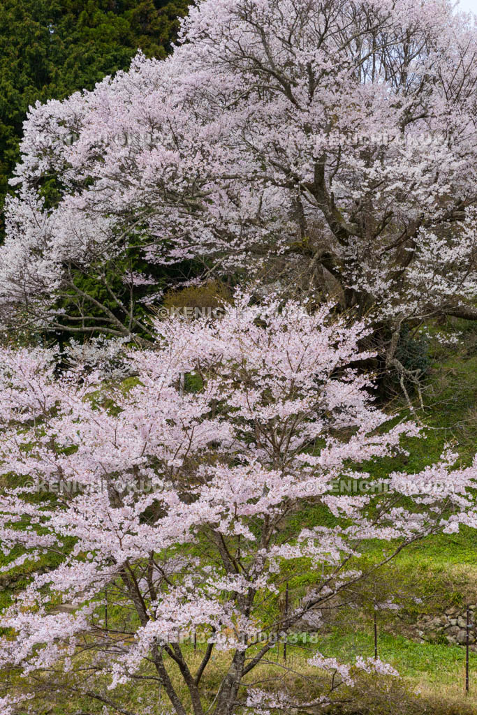 奈良県　仏隆寺　千年桜