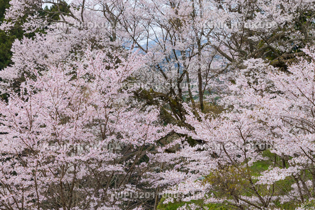 奈良県　仏隆寺　千年桜