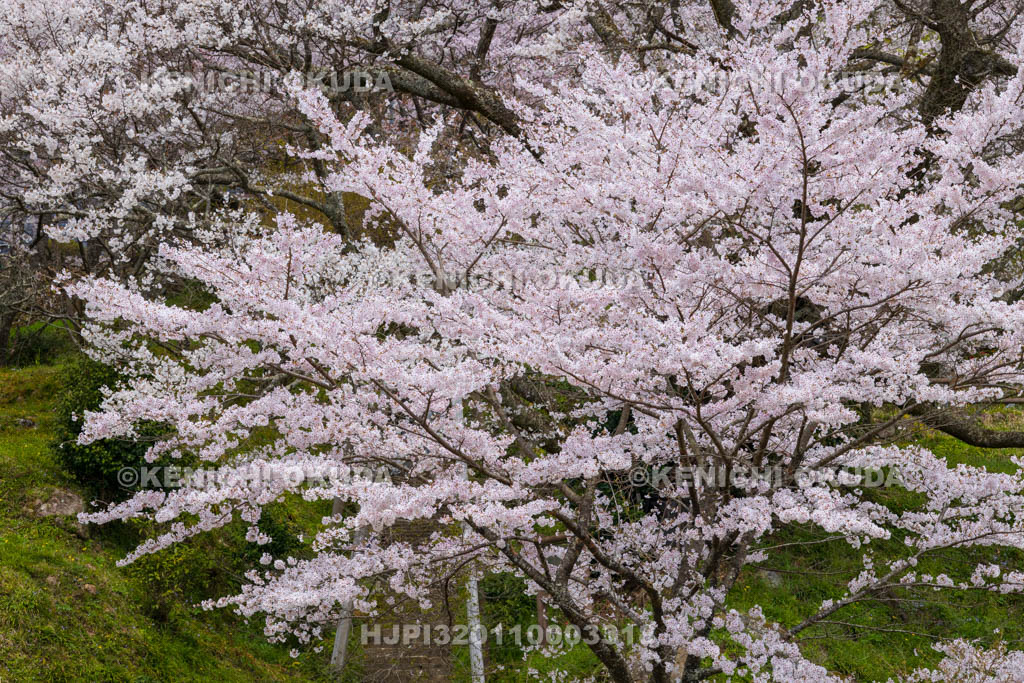 奈良県　仏隆寺　千年桜