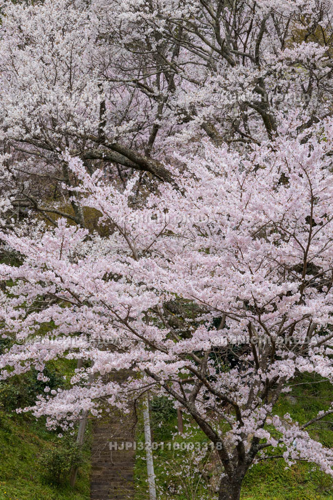 奈良県　仏隆寺　千年桜