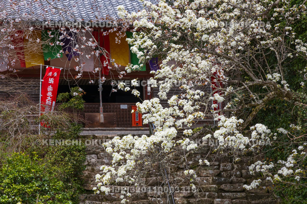 奈良県　仏隆寺　山梨の花と本堂