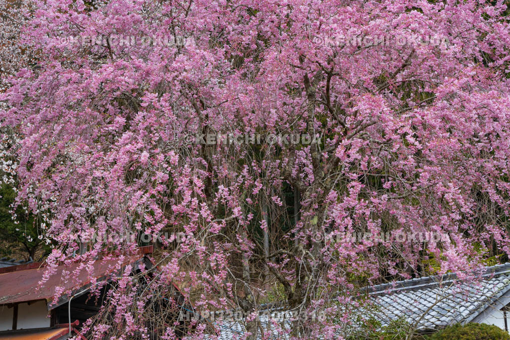 奈良県　仏隆寺　しだれ桜