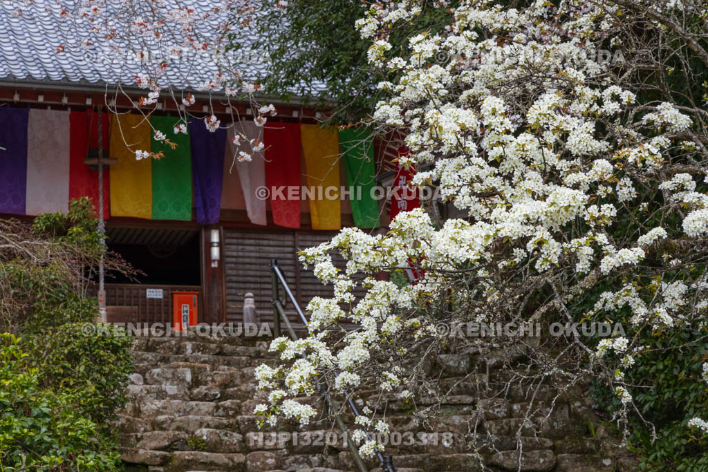 奈良県　仏隆寺　山梨の花と本堂