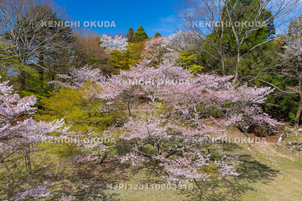 奈良県　高取城跡　桜と二ノ丸
