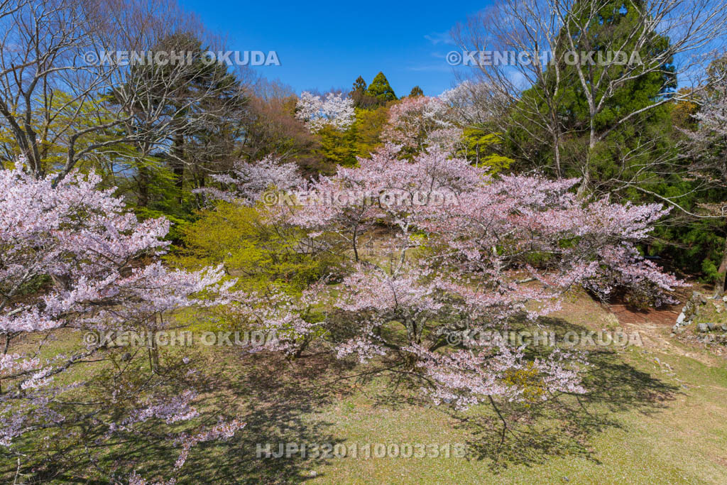 奈良県　高取城跡　桜と二ノ丸