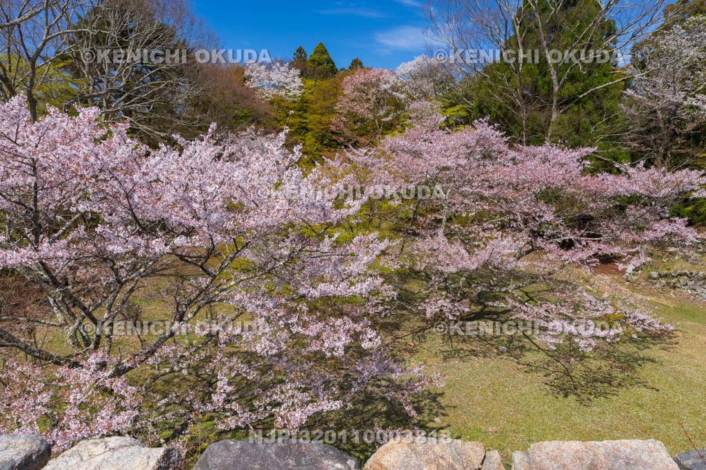奈良県　高取城跡　桜と二ノ丸