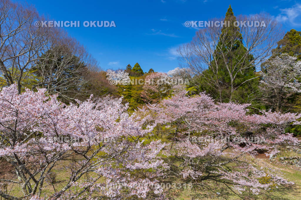奈良県　高取城跡　桜と二ノ丸